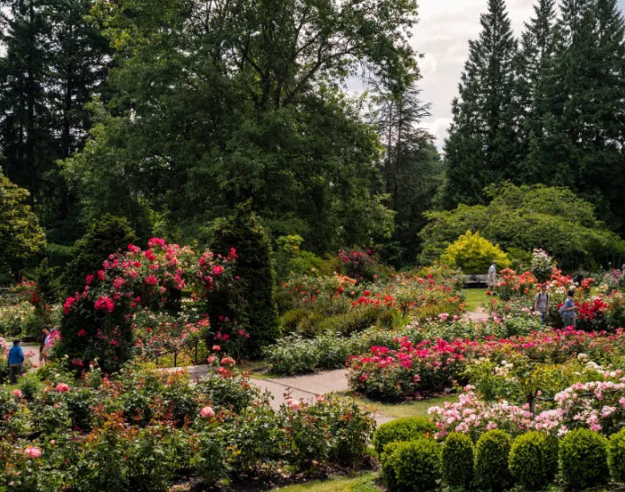 International Rose Test Garden, United States